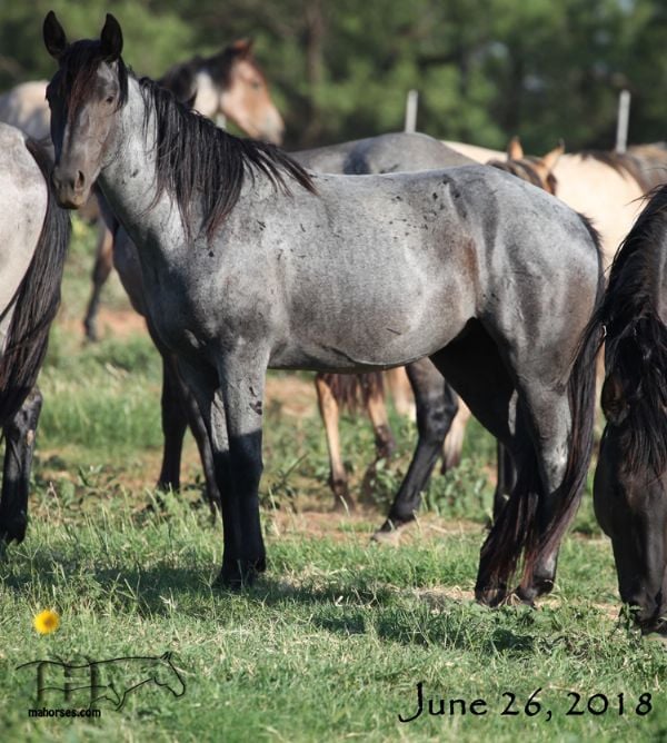 Wyo Blue Taffy